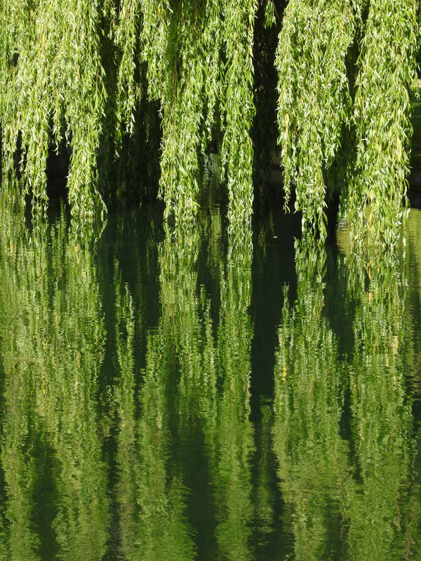 PhotoEclectica Weeping willows