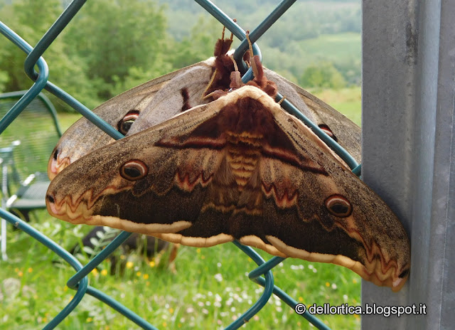 farfalle e falene nel giardino visitabile della fattoria didattica dell ortica a Savigno Valsamoggia Bologna vicino Zocca nell Appennino