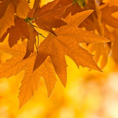 Autumn leaves download free wallpapers for Apple iPad