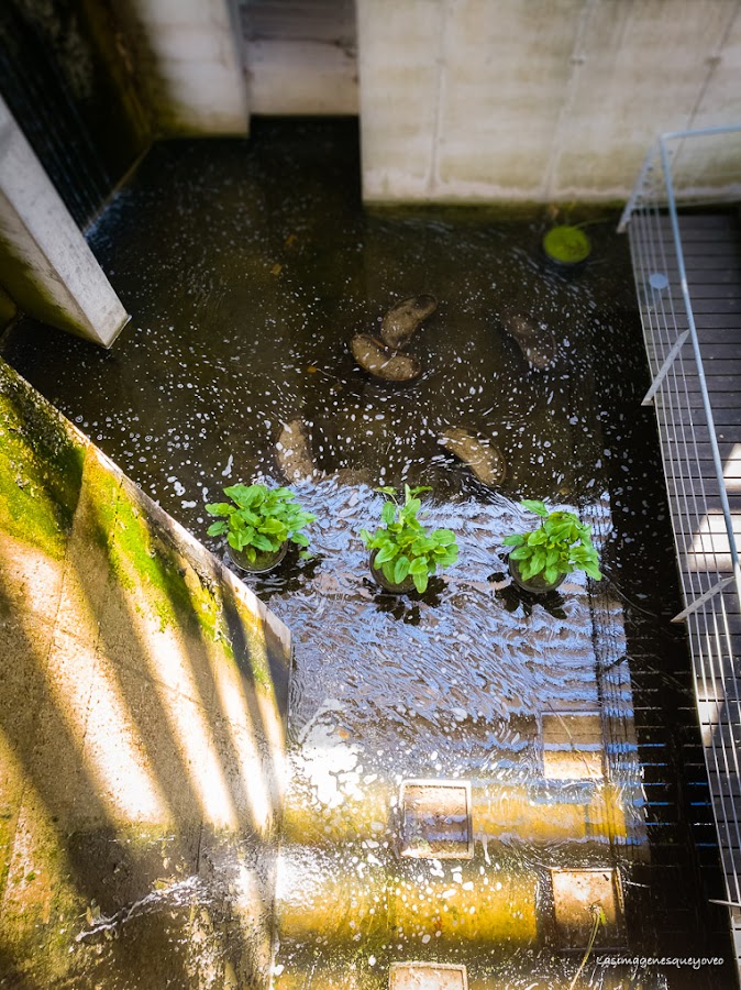 Estufa Fría del parque Juan Carlos I