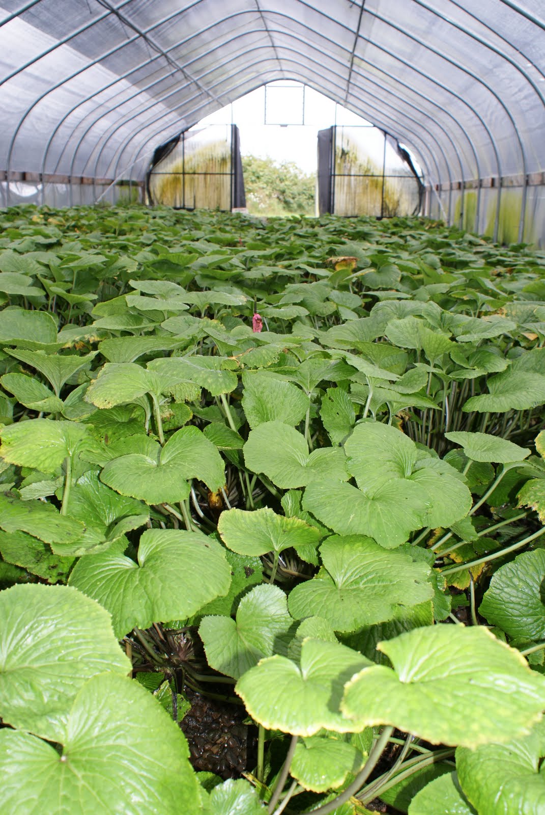 Nourishing Ideas Oregon Wasabi