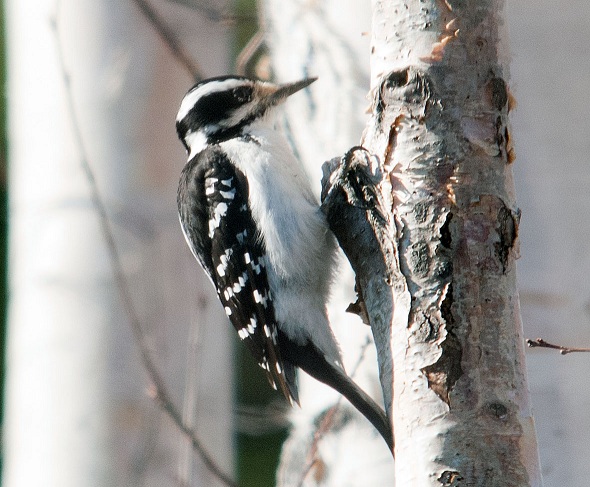 Me, Boomer and The Vermilon River: Pileated and Hairy Woodpeckers of