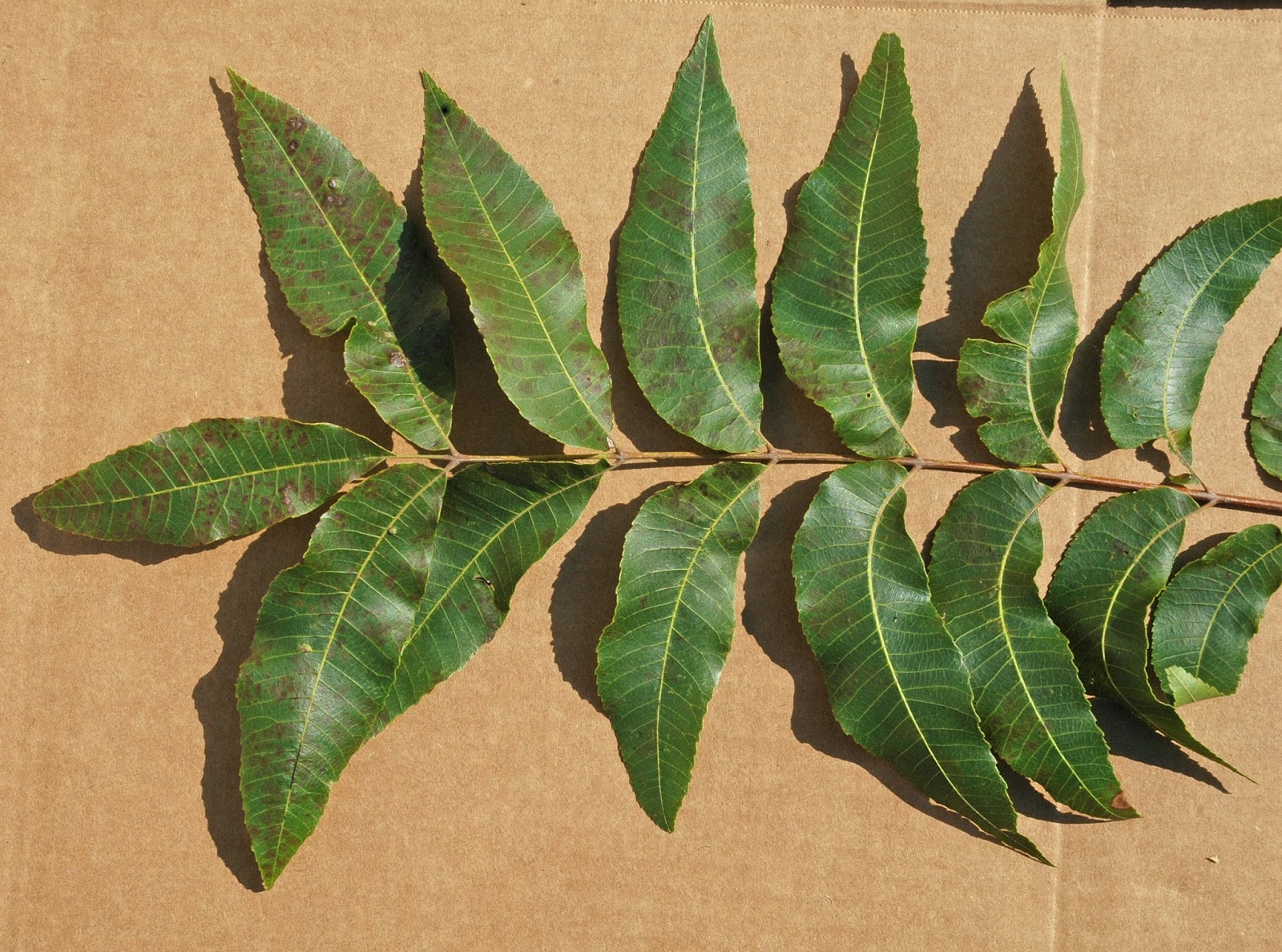 Northern Pecans Downy spot on pecan foliage