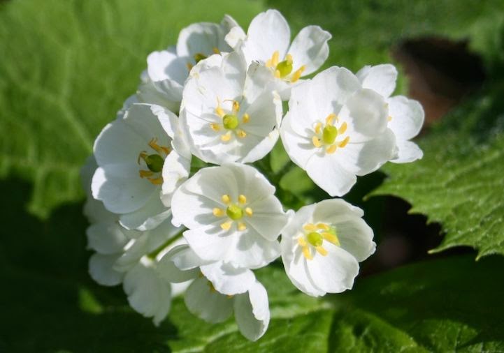 صورة تظهر الزهور وهي بيضاء