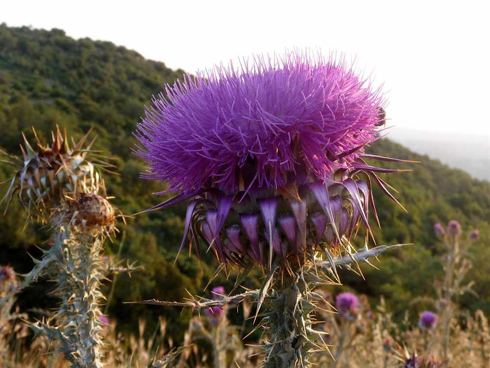 r o b i n 's y a r d Onopordum illyricum