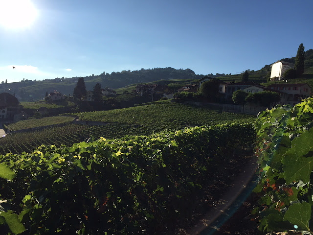 Lavaux Vineyard Terraces Switzerland wine tasting 