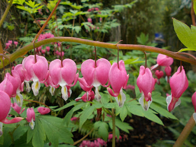 Dicentra Shade loving plants Green Fingered Blog