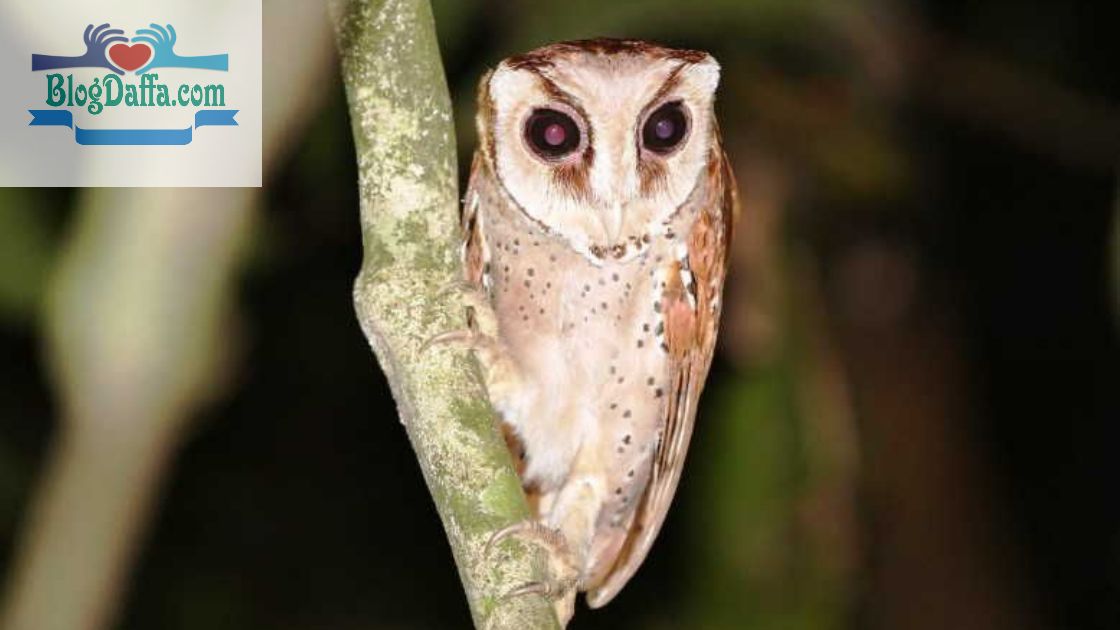 Jenis Burung Hantu Asal Indonesia Serak Bukit