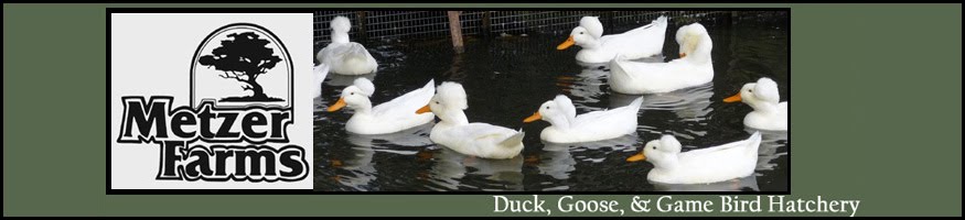 Metzer Farms Duck and Goose Blog
