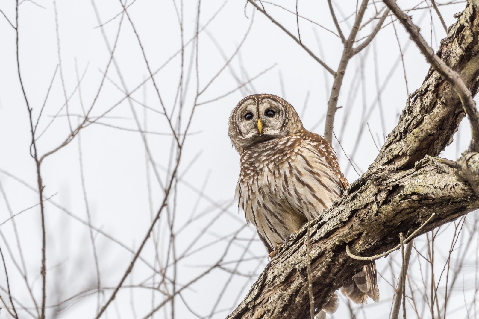 NeoVista Birds and Wildlife South Texas Days 4 and 5 Dogs and Owls Around Austin