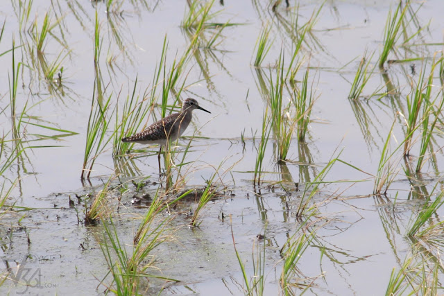 Wood Sandpiper Wood Sandpiper