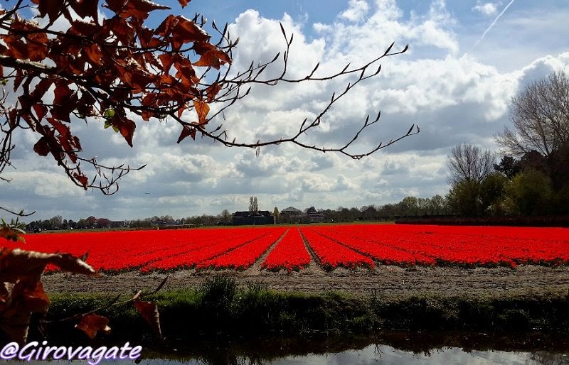 parco fiori keukenhof olanda