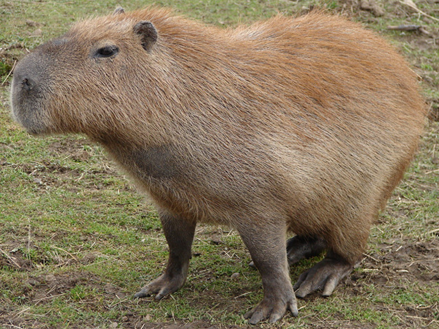 Words that Start with C - Word Finder