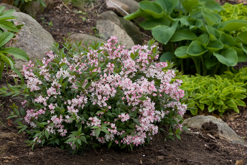 Proven Winners Colorchoice Plant Of The Week Plant Of The Week