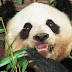 'Oldest' panda in captivity Jia Jia dies at the age of 38