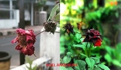 Puisi Mawarku Layu Merana