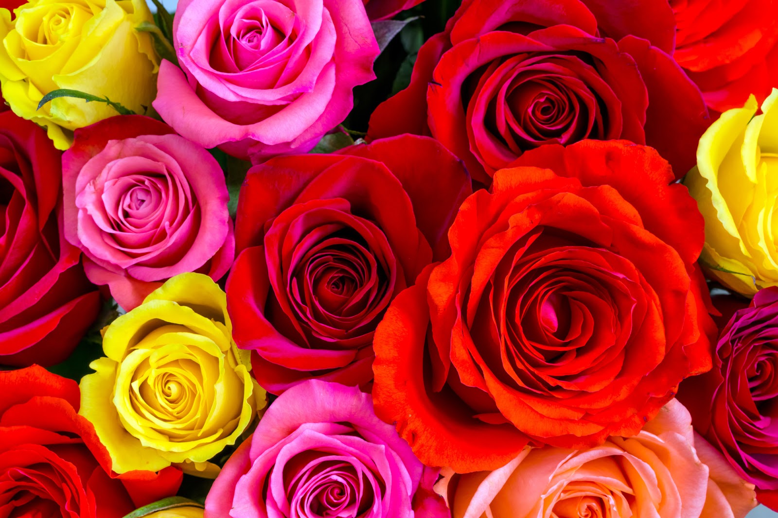 Peachtree Petals Blog: The Color of Roses: Which Colors Represent Love