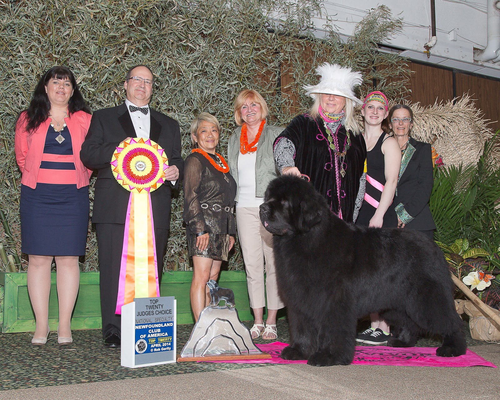 avalon bey newfoundlands newfoundland dog size