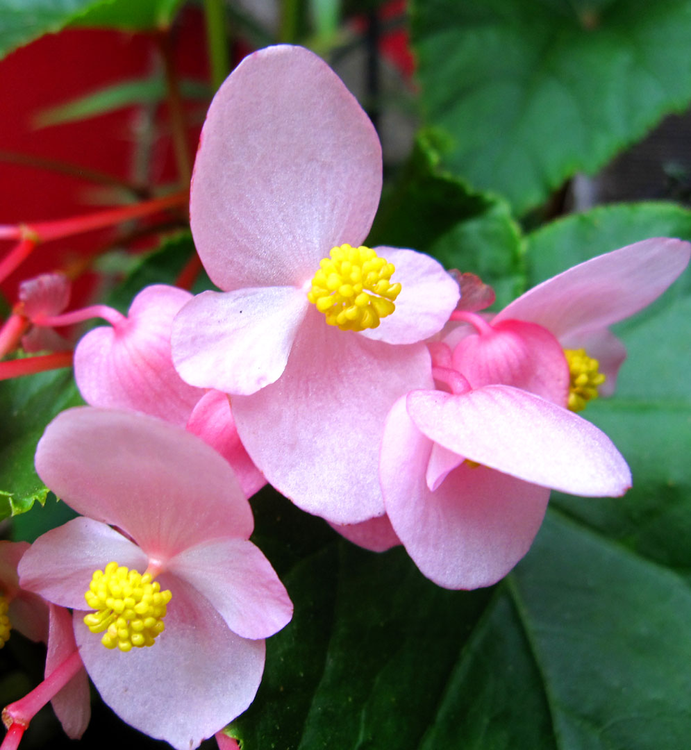 THE HARDY BEGONIA Begonia grandis The Garden of Eaden