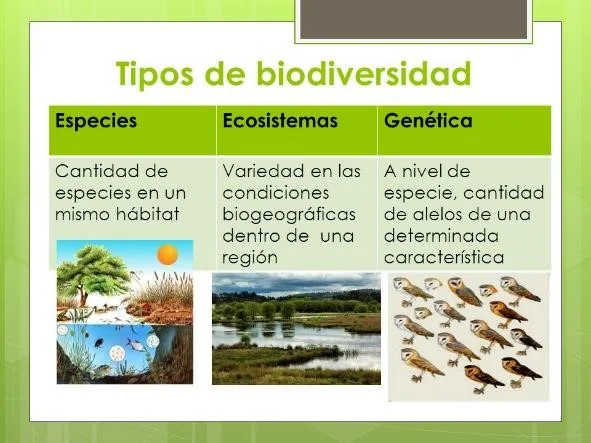 Tipos de Biodiversidad