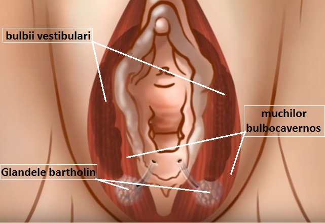 chist bartholin forum erupția cutanată de la prostatită poate fi