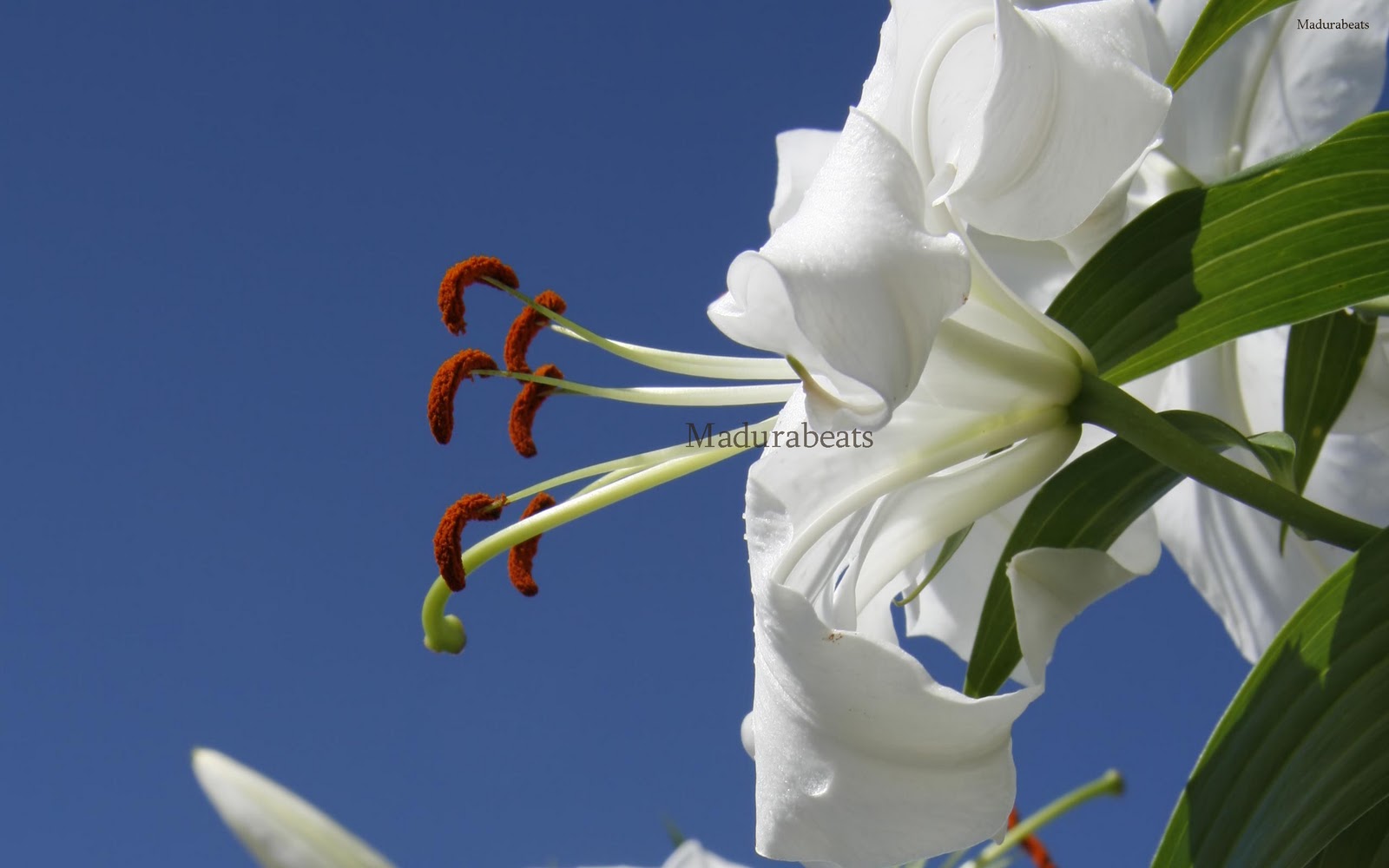 Exotic Flower Images