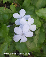 Plumbago auriculata