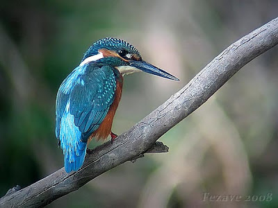 Martín pescador (Alcedo atthis)