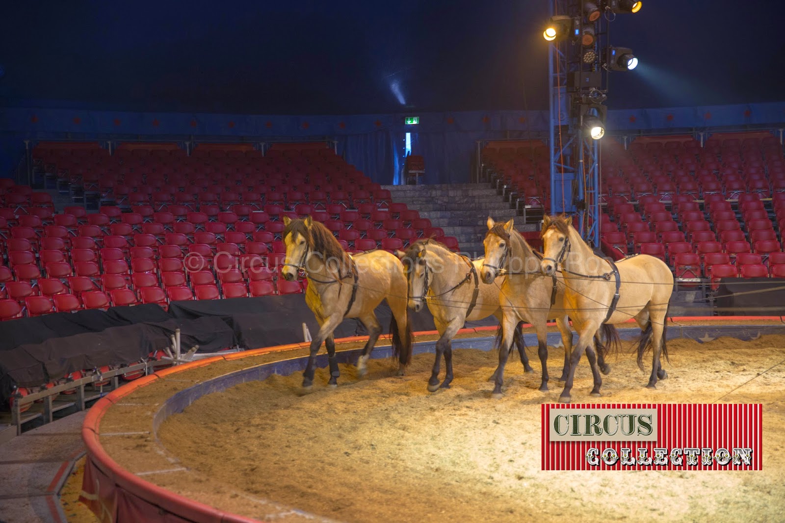 4 équidés du Cirque Knie 2014  dans le manège 