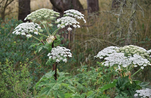 Hogweed giant touch Salish Sea News and Weather: 6/25 Giant hogweed, saving orcas, BC pipe, train oil spill, slow