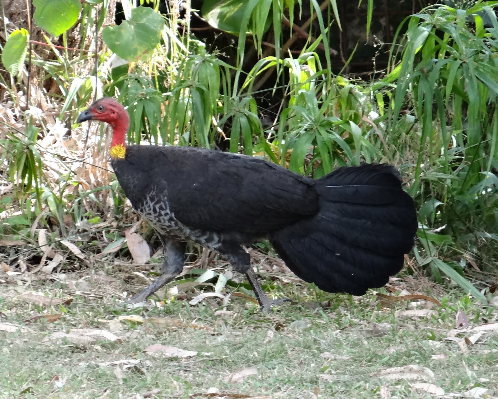 sunshinecoastbirds Changes in status of SouthEast Queensland birds