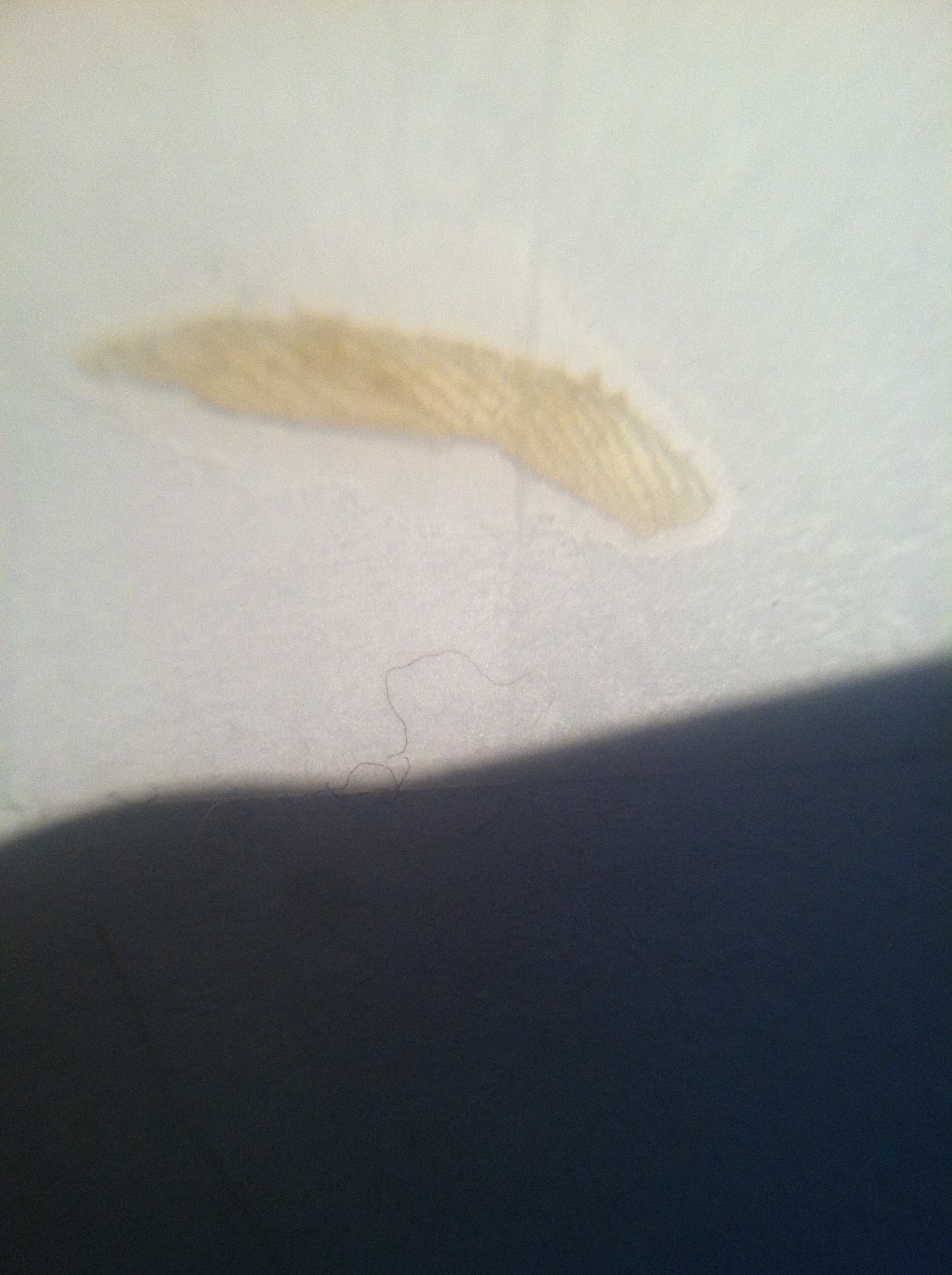 How To Use Your iPhone as a Microscope (And Convert it)