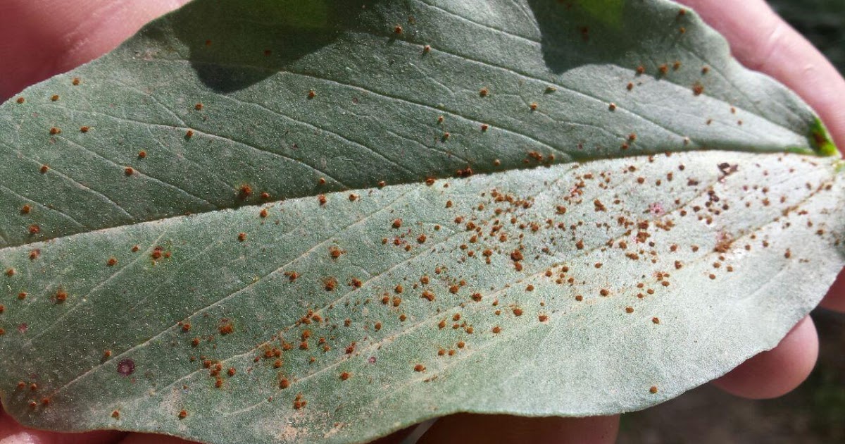 AGROMURCIA ROYA EN LA HOJA DE UNA PLANTA DE HABAS