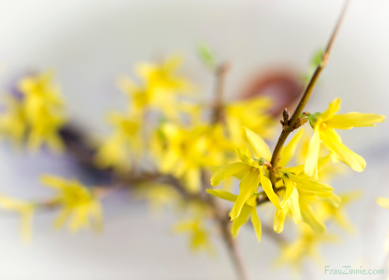Force Forsythia Branches For Indoor Blooms