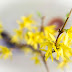 Force forsythia branches for indoor blooms