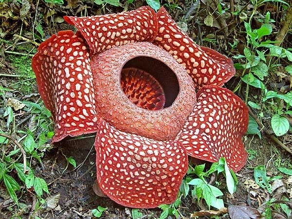 parazita rafflesia