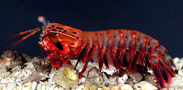 MANTIS SHRIMP,Udang Mantis,