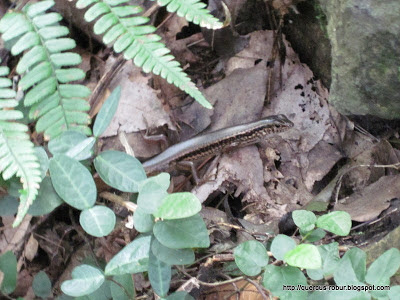 Lagartija en Baoshi Mountain - Hangzhou