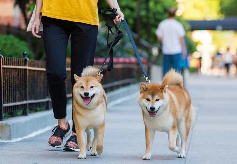 How to Walk My Dog