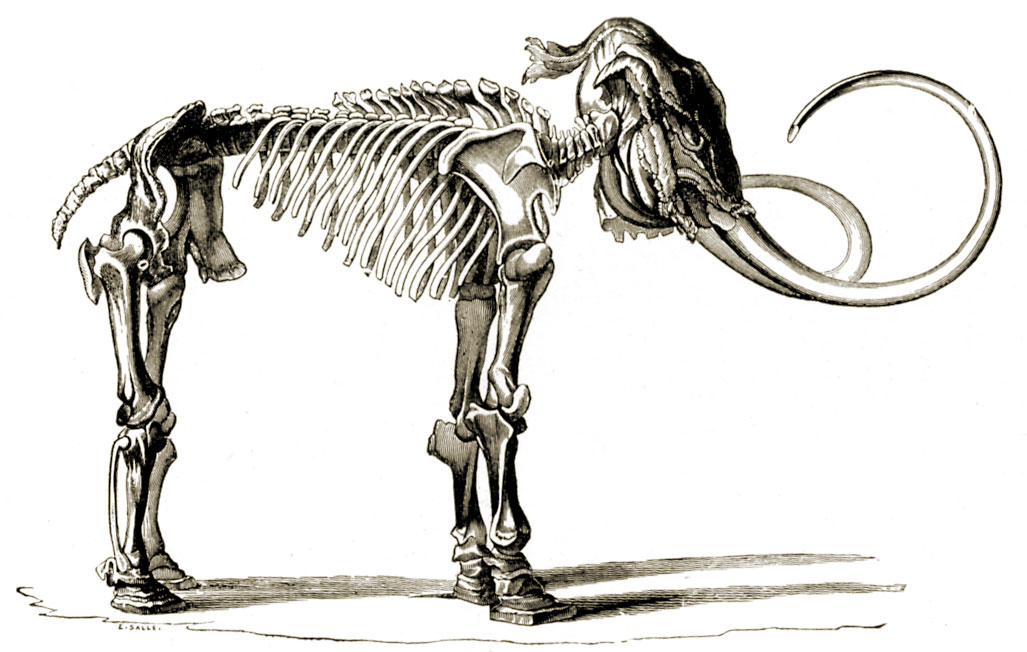 Woolly mammoth found alive picture