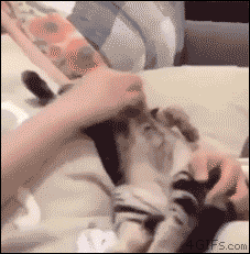Funny cats - part 204, cat gif, cute cat gifs, cat pictures and gifs