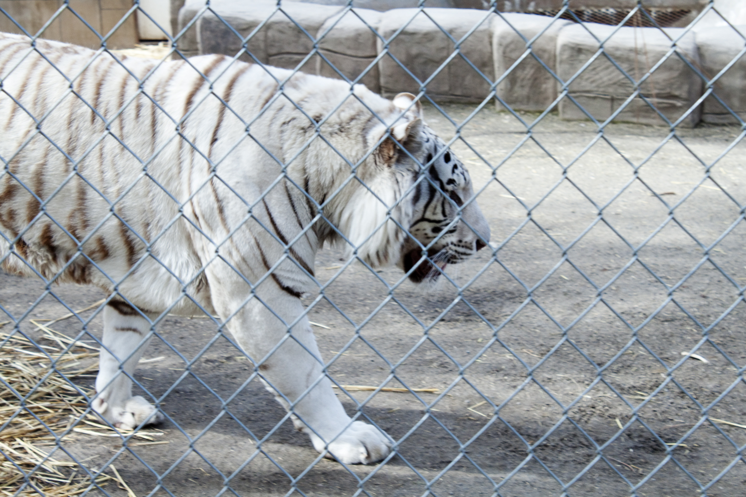 White tigers are my favorite.