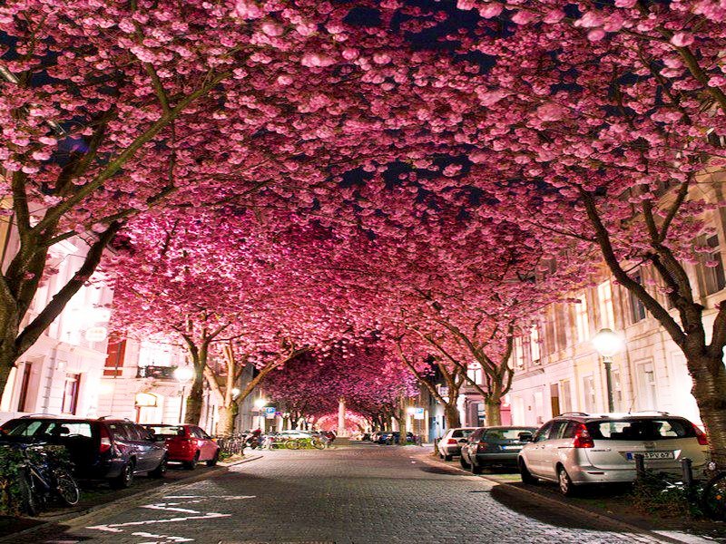 Have You Ever Been In These Places Cherry Blossom Avenue Germany Have You Ever Been In These Places Cherry Blossom Avenue Germany