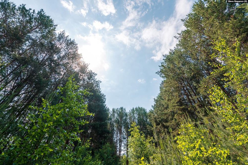 lenin tree memorial