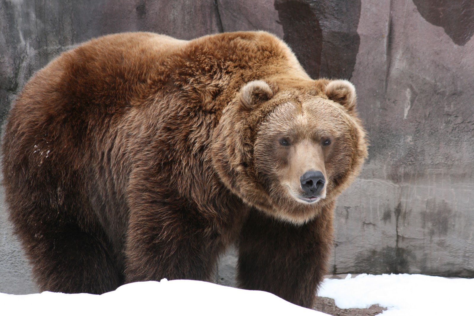 Are There Brown Bears That Aren T Grizzlies