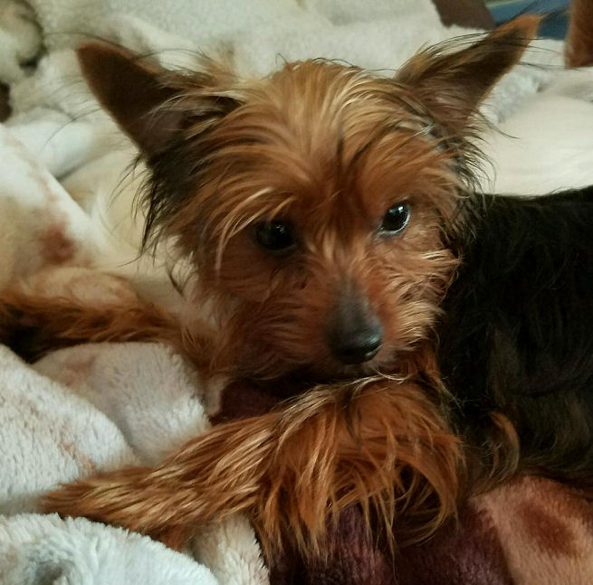 The Horsemeister Blog Yorkie Puppy For Sale