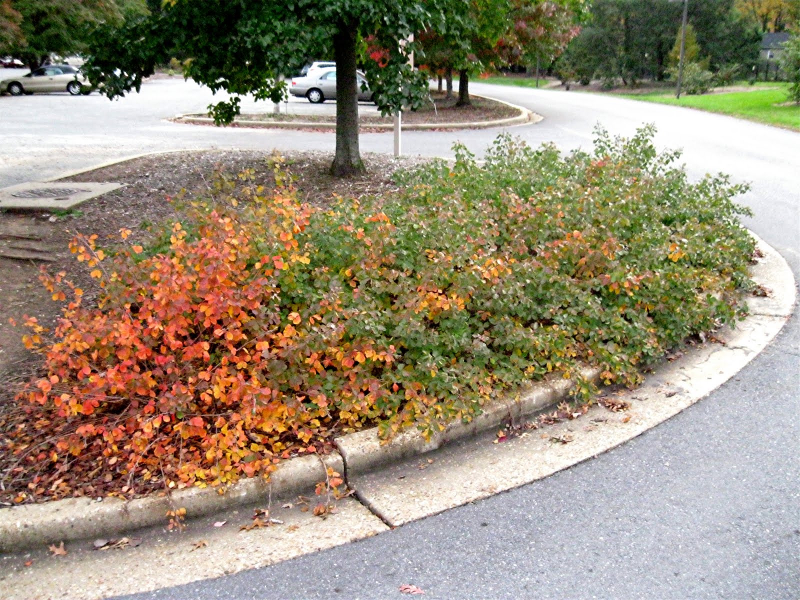 Briar Patch Posts Sumac A Virginia Surprise