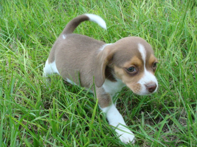 Pictures Of Small Beagles : All Different Types of Beagles (With ...
