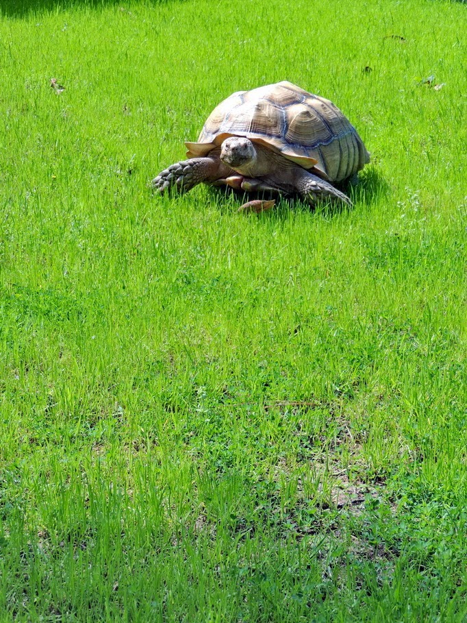 spring+grass.jpg