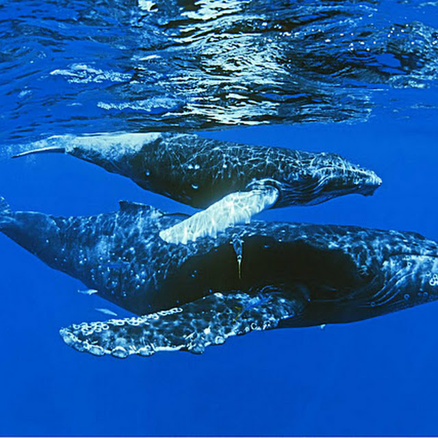 40 Gambar Ikan Paus Menakjubkan Glmour Gallery Wallpaper 40 Gambar Ikan Paus Menakjubkan Glmour Gallery Wallpaper